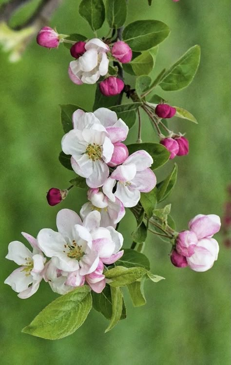 Aboli Flowers, Apple Blossom Tattoos, Apple Blossom Tree, Apple Tree Blossoms, Apple Blossom Flower, Apple Flowers, Dogwood Blossoms, Decoupage Glass, Apple Blossoms