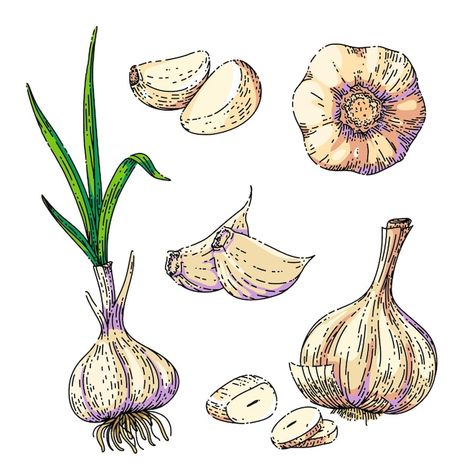 Garlic Clove Drawing, Garlic Doodle, Garlic Embroidery, Garlic Sketch, Food Drawing Reference, Onion Sketch, Garlic Cartoon, Garlic Drawing, Vegetable Sketch