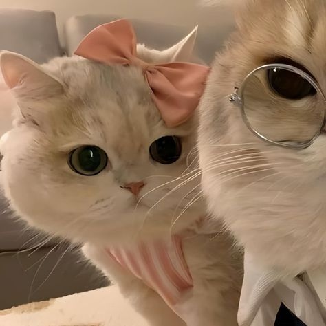 Pic Couple Profile, Couple Cats Pfp, Cp Pfp Matching, Twin Pfp Aesthetic, Cat Pfp Matching Couple, Cat Cp Pfp, Aesthetic Couple Profile Pic, Cute Matching Cat Pfps, Duo Pfps Matching