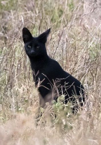 Kenyan Black Serval Cat. Photo Sergio Pitamitz. Black Serval, Herding Cats, Serval Cats, Small Wild Cats, Rare Cats, Exotic Cats, Rare Animals, Savannah, Pretty Animals