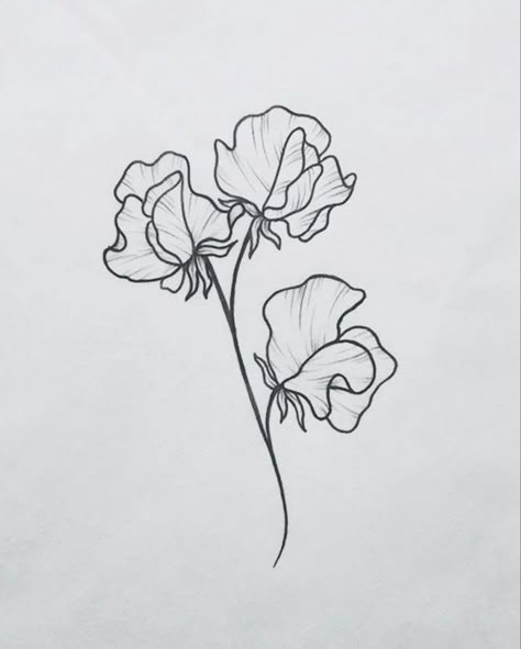 Sweet William Tattoo, Sweet Peas Flowers Tattoo, Black And White Violet Tattoo, Sweat Pea Flower Tattoos, Sweet Pea Drawing Simple, Sweet Pea Bouquet Tattoo, Sweet Pea Tattoo Simple, Sweet Pea Tattoo Design, Sweet Pea Drawing