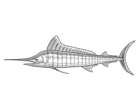 Marlin Drawing, Marlin Tattoo, Tattoo Dino, Fish Engraving, White Marlin, Fish Sketch, Marlin Fish, Drawn Fish, Fish Drawings