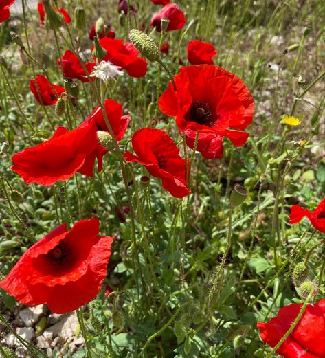 Red Poppy Flower Aesthetic, Poppy Flower Aesthetic, Galinda Upland, Poppy Aesthetic, Elphaba Thropp, Flower References, Aesthetic Bible, Cynthia Erivo, Flower Plants