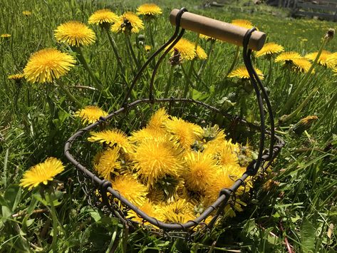 Dandelion Uses, Lavender Plant Care, Medicinal Wild Plants, Dandelion Benefits, Wild Food Foraging, Dandelion Flowers, Medicinal Herbs Garden, Dandelion Leaves, Dandelion Root