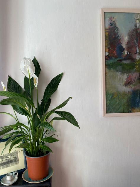 Peace Lily Aesthetic, Lily Aesthetic, Room Paintings, Plant Mama, Aesthetic Shop, Peace Lily, Plant Aesthetic, Crochet Stuff, Planting Herbs