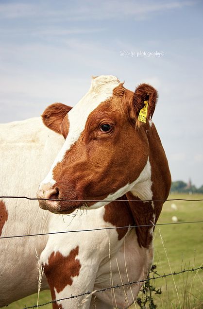 When the ol' girls do this, they are usually planning a breakout.....lol Ayrshire Cow, Dairy Cows Holstein, Super Cow, Gado Leiteiro, Raising Cattle, Cow Photography, Cow Photos, Holstein Cows, Dairy Cattle