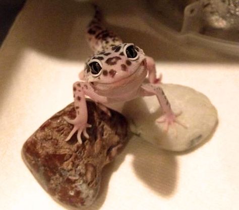 Smiling lizard happy animals funny pics Lizard Meme, Meme Happy, Cute Lizard, Picture Day, Can't Stop Laughing, Reptiles And Amphibians, Happy Animals, Funny Pics, Gecko