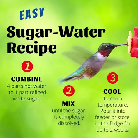 Water For Birds, Sugar Water For Hummingbirds, Bird Watching Journal, Hummingbird Plants, Bird Feeding, Humming Bird Feeders, Water Recipes, Backyard Birds, Hummingbirds