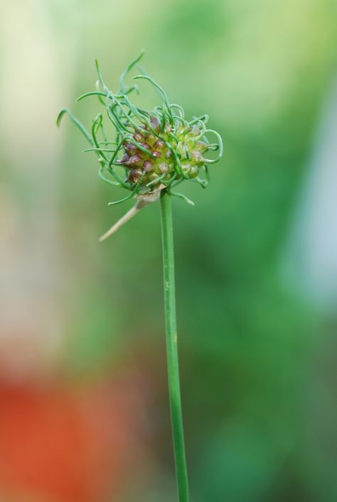 Common Lawn Weeds, Wild Onion, Wild Onions, Soil Texture, Simple Leaf, Wild Garlic, Plant Problems, Harvest Time, Fragrant Flowers