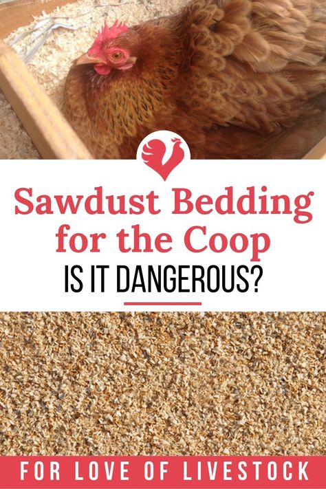 Sawdust Bedding for the Coop: Is It Dangerous? Are you raising backyard chickens and wondering if you can use sawdust for chicken coop bedding? Check out this article to see what the scientists say about the pros and cons of sawdust bedding. #chickencoop #sawdustbedding  #backyardchickens Chicken Coop Bedding, Building A Chicken Run, Poultry Farm Design, Cheap Chicken Coops, Cute Chicken Coops, Broiler Chicken, Chicken Poop, Chicken Farming, Backyard Chicken Farming