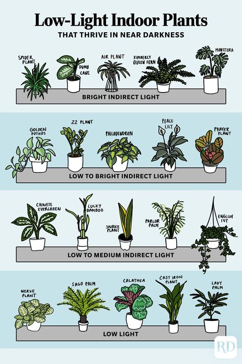 25 Low-Light Indoor Plants That Thrive in Near Darkness Kaktus Dan Sukulen, Nerve Plant, Houseplants Low Light, Low Light Indoor Plants, Calathea Plant, نباتات منزلية, Philodendron Plant, Household Plants, Plant Mama