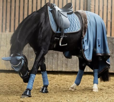 Horse Outfits, Horseback Riding Outfits, Horse Riding Outfit, Cute Horse Pictures, Horse Riding Tips, Equestrian Aesthetic, Horse Riding Clothes, Horse Fashion, Horse Equipment