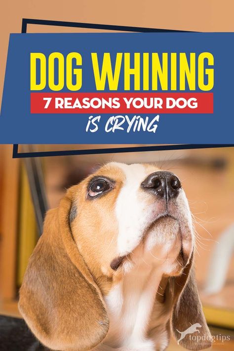 Dog Whining: 7 Reasons Your Dog is Crying Dog Training At Home, Dog Paw Care, Dog Whining, Daisy Doodle, Behavior Tips, Paralyzed Dog, Dog Restaurant, Dog Crying, Dog Skin Care