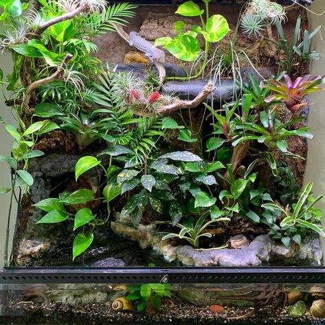 Plants For Reptile Tanks, Tree Frog Paludarium, Vampire Crab Tank, Bioactive Enclosure, Snake Tanks, Gecko Vivarium, Tropical Terrariums, Snake Terrarium, Frog Terrarium