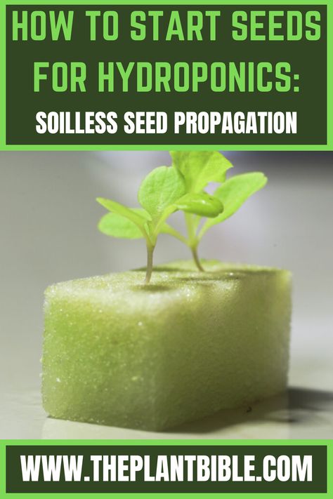 How to Start Seeds for Hydroponics Hydroponic Seed Starting, What To Grow In Hydroponics, How To Start Hydroponic Garden, Diy Hydroponic Seed Starter, Self Watering Seed Starter Diy, Hydro Garden, Germinating Seeds Indoors, Hydroponics Setup, Seed Propagation