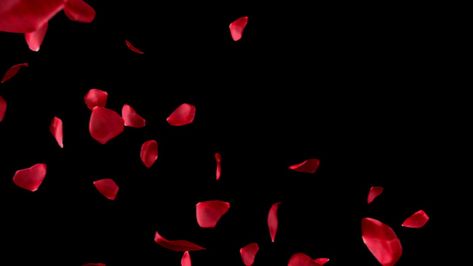 Red Rose Petals Aesthetic, Rose Petals Aesthetic, Rose Petals Drawing, Floating Roses, Roses Template, Red Template, Book Cover Art Ideas, Jewelry Background, Rose Petals Falling