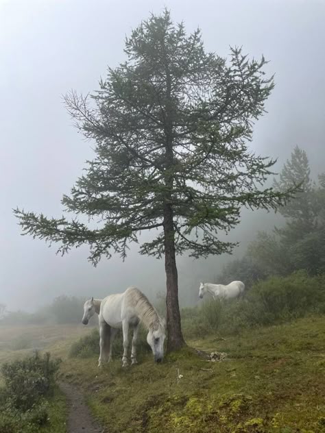 horses, mountains, fog, mistery vibes, forest, wild horses, travelling, hiking Trail Ride Aesthetic, Wild Horse Aesthetic, White Horse Aesthetic, Horses Mountains, Wild Horses Photography, Mountain Horse, Winter Horse, Horse Trail, Horse Wallpaper