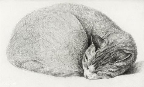 Rolled up lying, sleeping cat by Jean Bernard (1775-1883). Original from the Rijks Museum. Digitally enhanced by rawpixel. | free image by rawpixel.com معرض فني, Woodburning Ideas, Cat Sleep, Sleeping Cats, Free Illustration Images, Kitty Art, Image Cat, Cats Artists, Illustration Vintage