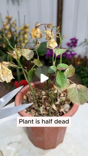 Potted Plants Patio, Pot Flowers, Garden Hacks Diy, Garden Remedies, Plant Care Houseplant, Garden Hacks, Plant Hacks, Growing Plants Indoors, Home Gardening