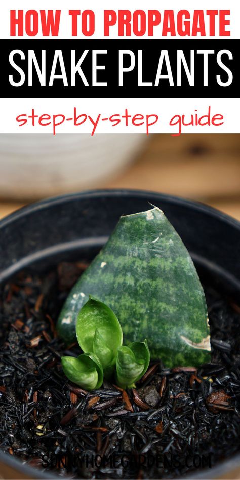 This step-by-step guide will show you how to propagate snake plants effectively. Whether in water or soil, learn the best methods to ensure success with your indoor plants. Propagating Plants In Water, How To Propagate Snake Plant, Snake Plants In Water, Propagate Snake Plant, Houseplant Propagation, Snake Plant Indoor, Snake Plant Propagation, Propagate Plants, Snake Plant Care