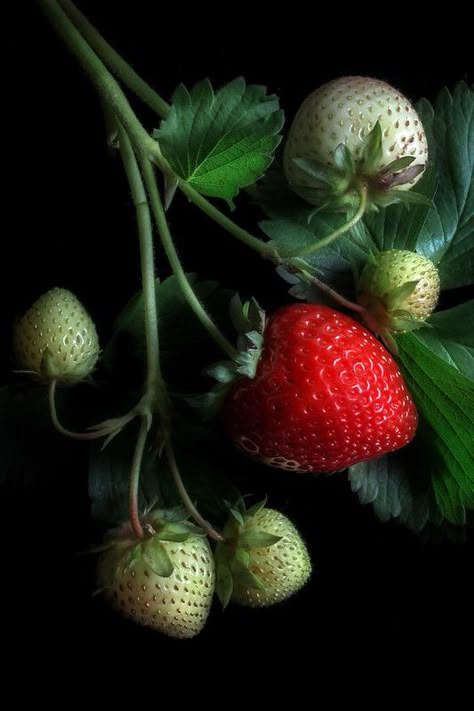 Black Background Aesthetic, Berries Photography, Farm Fruit, Bowl Of Fruit, Strawberry Art, Flowers And Fruit, Dark Violet, Popular Photography, Fruit Photography