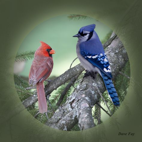 Cardinal and Blue Jay | David Fay | Flickr Blue Jay And Cardinal, Cardinal And Blue Jay, Blue Jay Tattoo, Jay Tattoo, Blue Jay Art, Blue Jay Feather, Cardinal Tattoos, Cardinal Painting, Blue Jay Bird