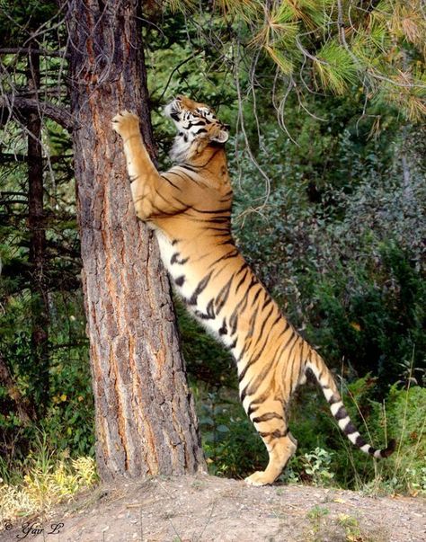 Tiger standing tall Tiger Standing Up, Tiger Standing, Male Tiger, Big Cat Family, Save The Tiger, Panthera Tigris, Cat Species, Jungle Cat, Exotic Cats