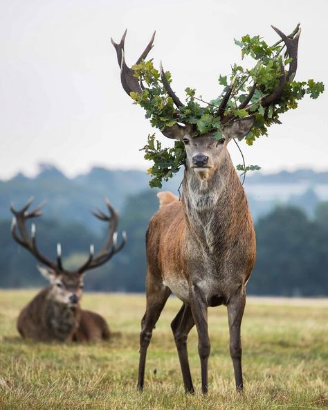 deer with leaves in his antlers We The Kings, Pretty Animals, Majestic Animals, Wildlife Animals, Animal Photo, Nature Animals, 귀여운 동물, Wildlife Photography, Beautiful Creatures