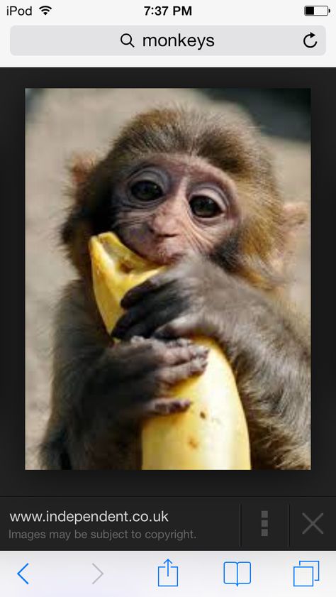 Cute Different Types Of Monkeys, Funny Monkey Pictures, Animal Eating, Monkey Coloring Pages, Types Of Monkeys, Monkey And Banana, Eating Bananas, Monkey Pictures