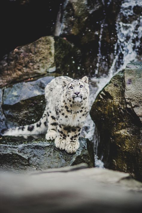 Cat Funny, Big Cat, Snow Leopard, Funny, White