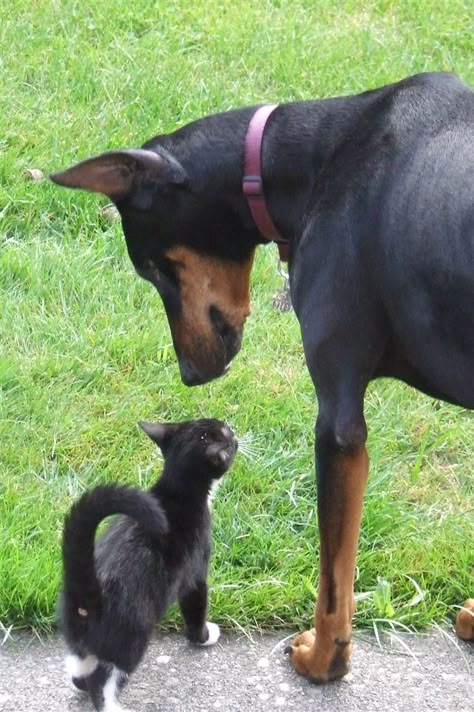 Tuxedo Kitten and Doberman Best friends. He is her protector and she runs his life. Doberman With Cat, Black Cat And Doberman, Black Cat Gf And Doberman Bf, Cat And Doberman, Doberman And Golden Retriever, Doberman And Cat, Doberman Boyfriend, Am I The Villain, Doberman Black