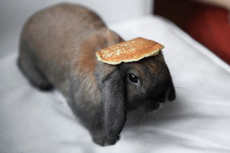 this is mean! Bunny Pancakes, Funny Rabbit, Bunny Pictures, Silly Animals, Baby Bunnies, Nature Animals, Cute Bunny, I Love Dogs, Funny Cute