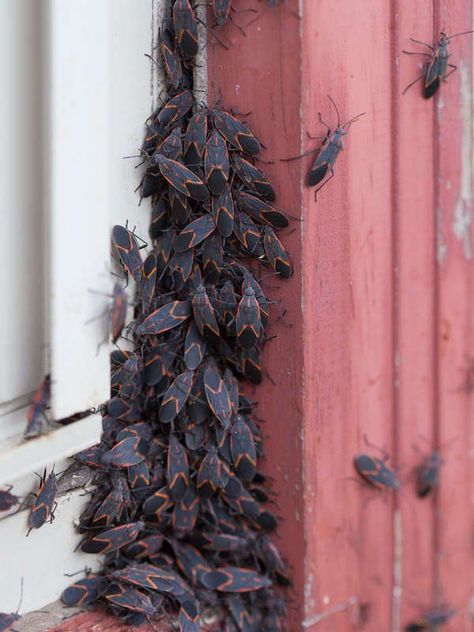 Boxelder bugs and more bugs you'll find in your house in the fall. | 10 Bugs That Invade Your Space Every Fall Western Conifer Seed Bug, Boxelder Bugs, Box Elder Bugs, Fly Infestation, Bug Trap, Get Rid Of Spiders, Bug Killer, When Your Crush, Lady Beetle