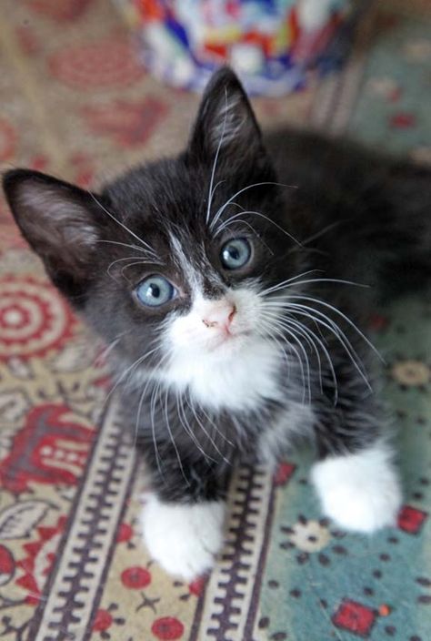 Tuxedo Kitten, White Kitten, Tuxedo Cats, Black And White Cat, Puppies And Kitties, Baby Kittens, Tuxedo Cat, Blue Eyed, White Socks