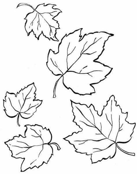 Maple Leaf Drawing, Leaf Template Printable, Floral Stencils, Mason Jar String Art, Fall Drawings, Leaf Template, Fall Coloring Pages, Leaf Drawing, Flower Diy Crafts