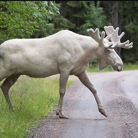 Beautiful moose, White in color Sweden Forest, Albino Moose, Rare Albino Animals, Moose Pictures, White Moose, Moose Hunting, Moose Deer, Bull Moose, Albino Animals