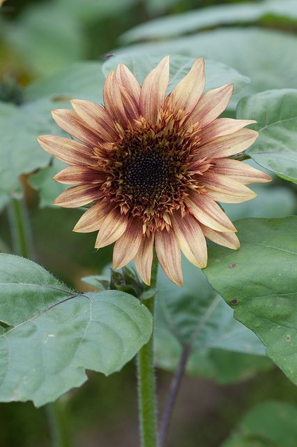 Heirloom Sunflowers, Brown Sunflower, Sunflower Varieties, Cut Flower Farm, Sunflower Colors, Cut Flower Garden, Colorful Garden, Growing Flowers, Flower Farm