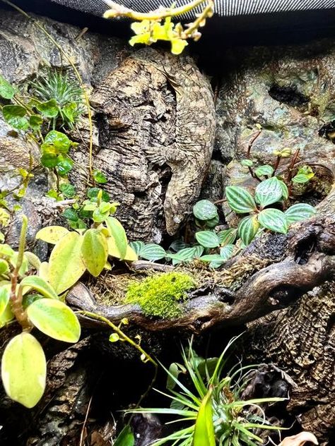 Kristine Robinson on Instagram: "I haven’t posted any photos of our Giant New Caledonian Leachianus Gecko recently. Frankie has really grown and is happy and healthy in her verdant tropical bioactive vivarium. She absolutely loves to blend in with the cork bark we installed into the custom background. #camouflage #leachianus #leachie #leachianusgecko #newcaledoniangecko #giantgecko" Leachianus Gecko, Leachie Gecko, Bioactive Vivarium, Custom Background, Terrarium Plants, Vivarium, Happy And Healthy, Reptiles And Amphibians, Lizards