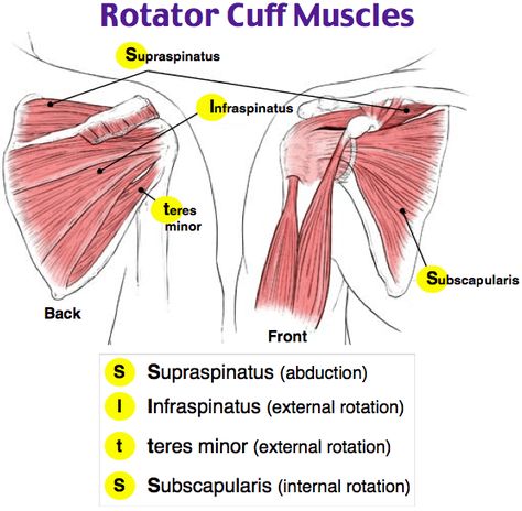 Rotator Cuff Muscles, Muscles Anatomy, Shoulder Anatomy, Human Muscle Anatomy, Physical Therapist Assistant, Basic Anatomy And Physiology, Nursing School Survival, Musculoskeletal System, Human Body Anatomy