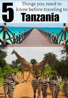 Planning or dreaming of traveling to Tanzania? Then read these 5 important tips to travel to Tanzania and enjoy this stunning country in Africa. Discover when to travel to Tanzania, where to go, how to get your visa e much more. #tanzania #kilimanjaro vel #Kilimanjaro #zanzibar Travel To Tanzania, Travel To Zanzibar, Africa Travel Destinations, Tanzania Aesthetic, Tanzania Honeymoon, Tanzania Kilimanjaro, Travel Tanzania, Travel To Africa, Africa Travel Beautiful Places