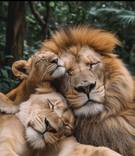 Lion Family Wallpaper, Lion Cute, Lioness And Cubs, Lion Couple, Animal Tattoo Ideas, Lion Family, Lion Photography, Lions Photos, Animal Family