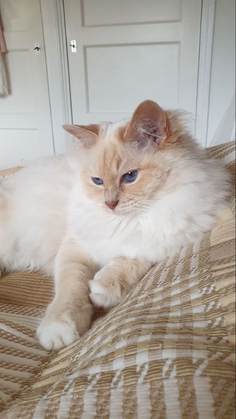 Ragdoll Cat Cream, Cream Cat Aesthetic, Cream Ragdoll Cat, Birman Cat Aesthetic, Cream Tabby Cat, Cream Kitten, Beautiful Cats Pictures, Cream Cat, Birman Cat