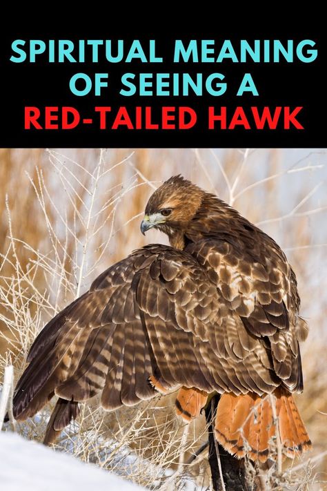 Red Tailed Hawk Spiritual Meaning, Red Tail Hawk Meaning, Red Tailed Hawk Spirit Animal, Hawk Meaning Spirit Animal, Red Tailed Hawk Feather Tattoo, Red Hawk Tattoo, Hawk Spiritual Meaning, Hawk Feather, Red Tail Hawk