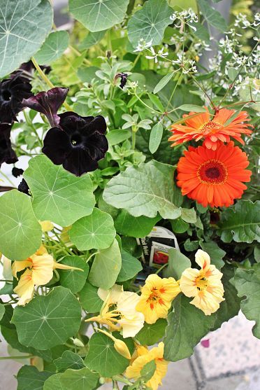 mixing color.....in a pot? Black Petunias, Trellis Arbor, Fun Planters, Garden Diy Ideas, Flowers And Garden, Garden Whimsy, Smell Goods, Black Flowers, Gardening For Beginners