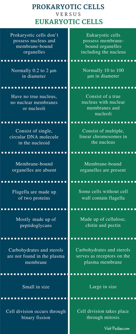 Difference Between Prokaryotic And Eukaryotic Cells - Comparison Summary Bacteria Notes, Typical Plant Cell, Prokaryotic And Eukaryotic Cells, Cell Definition, Doctor Notes, Cell Biology Notes, Biological Classification, Bacterial Cell, Science Flashcards