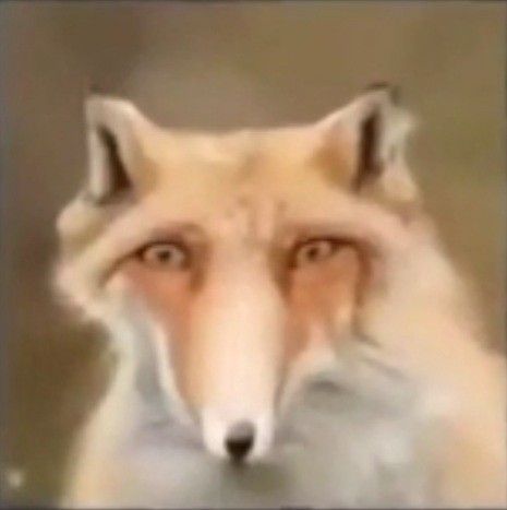 A fox with a goofy Cursed Fox Images, Fox Funny Pictures, Goofy Animals Pictures, Fox Memes Funny, Silly Fox Pictures, Fox Reaction Pic, Funny Fox Pictures, Fox Nose, Fox Meme