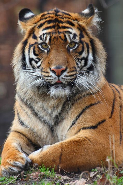 Tiger portrait stock image. Image of portrait, head, animal - 11728393 Male Tiger, Tiger Photography, Dekoratívne Vence, Wild Animal Wallpaper, Wild Animals Photography, Tiger Pictures, 강아지 그림, Big Cats Art, Siberian Tiger