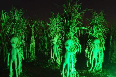 Haunted Trail Ideas, Haunted Maze, Halloween Attractions, Halloween Maze, Haunted Woods, Haunted Hayride, Alien Halloween, Halloween Events, Haunted Forest