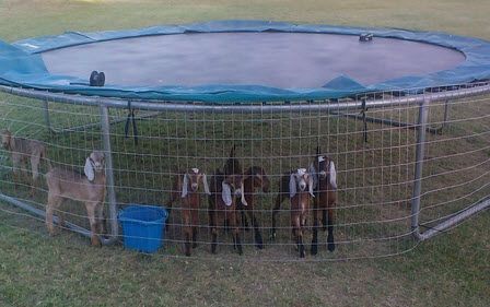 Trampoline Goat Pen - petdiys.com Trampoline Dog Pen, Trampoline Animal Shelter, Trampoline Goat Pen, Diy Animal Pen, Goat Trampoline, Movable Goat Pen, Mobile Goat Pen, Diy Goat Pen Ideas, Diy Goat Playground