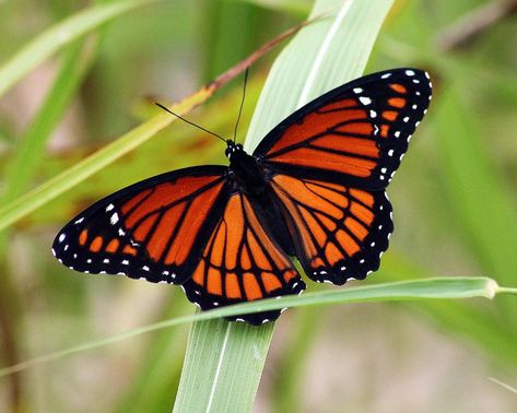 Butterflies - Lessons - Tes Teach Butterfly Tats, Viceroy Butterfly, Butterfly Lessons, Eiffel Tower Lights, Fly Butterfly, Most Beautiful Butterfly, Types Of Butterflies, Butterfly Photography, Gossamer Wings